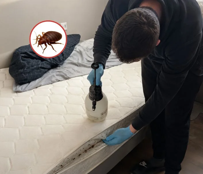 Technicien traitant un matelas contre les punaises de lit à Beaumont-sur-Oise
